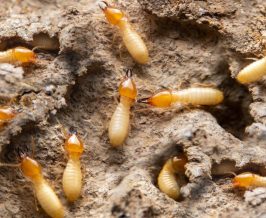 cara pencegahan rayap di rumah