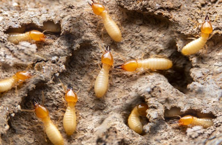 cara pencegahan rayap di rumah